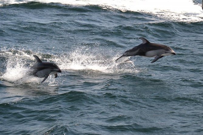 4 Hour Morning Whale Watching Tour - Customer Reviews and Ratings