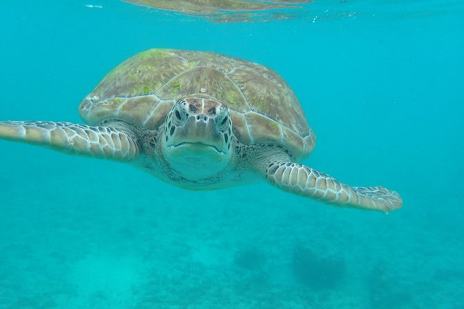 4-Hour Private 40 Sea Ray Yacht Tour to Inha Reef With Open Bar, Food & Snorkel - Customer Feedback
