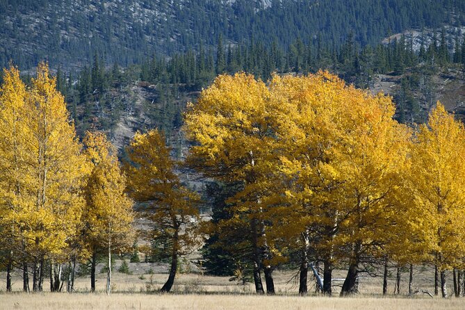 4 Hours Private Tour in Kootenay Plains Trails - Private Tour Experience