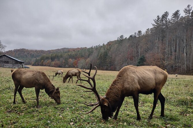(4 HR) UTV ECO Elk Wilderness Adventure - Traveler Reviews