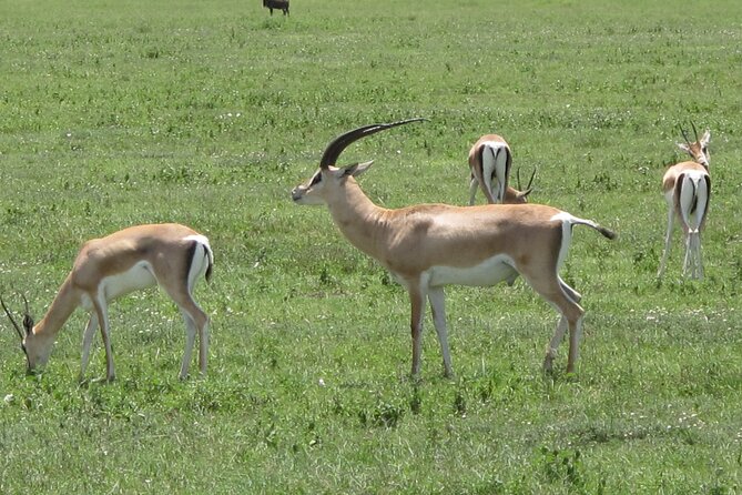 5-Day Lake Manyara, Serengeti, Ngorongoro Crater and Tarangire - Pricing Details