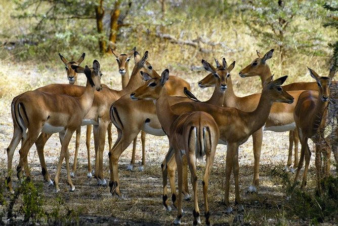5-Day Mikumi & Ruaha Tanzania Wildlife Lodge Safari - Ruaha National Park Safari Excursions