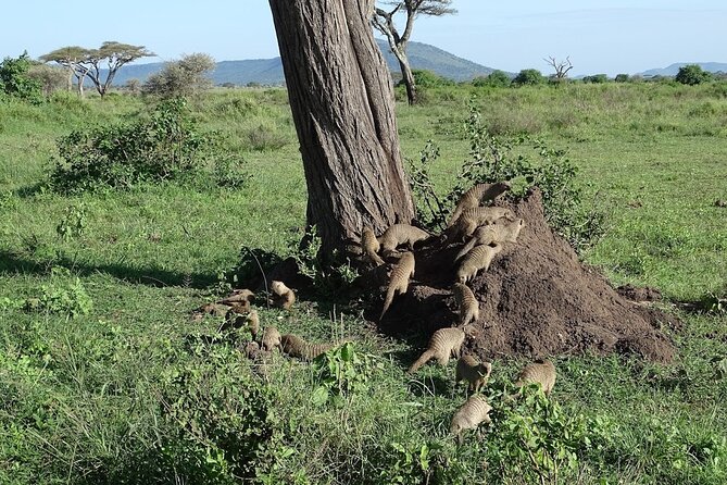 5-Day Ngorongoro Crater and Lake Manyara Safari From Arusha - Meals and Dietary Preferences
