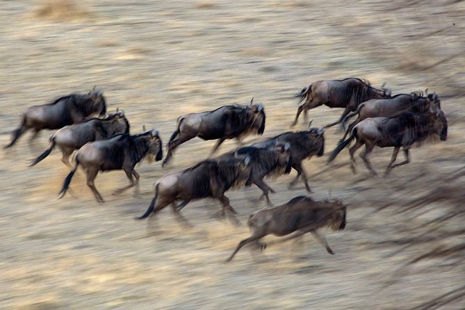 5-Day Private Safari Tour in Northern Tanzania - Tips for a Great Safari Experience