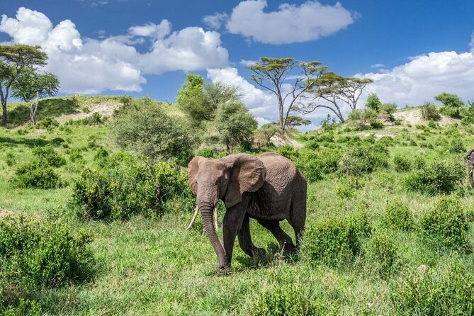 5 Day Safari in Tarangire, Serengeti and Ngorongoro Wonders - Meeting and Pickup Information