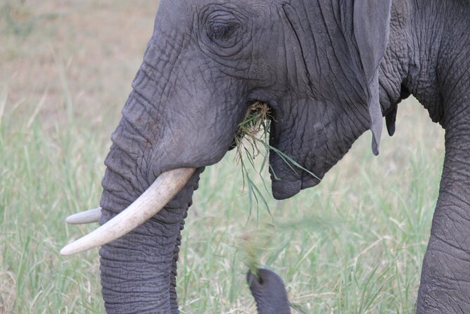 5 Day Tanzania Safari Camping Adventure Private Tour - Booking Information