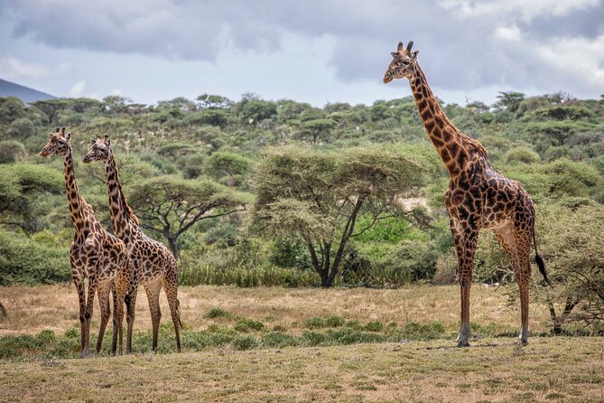 5 Day Tarangire, Serengeti, Crater & Manyara - Mid Range Private - Ngorongoro Crater Views