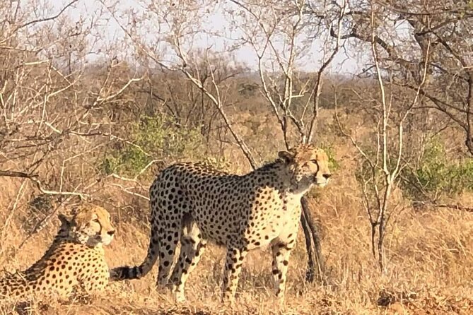 5 Day Ultimate Kruger National Park Budget Accommodation - Pricing Information
