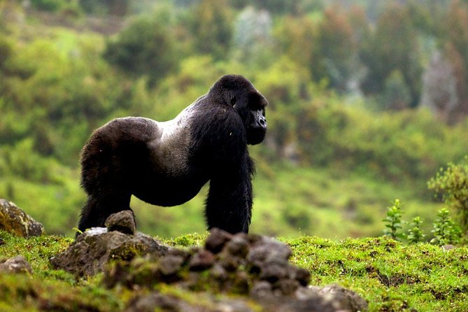 5 Days Gorilla & Wildlife Safari in Uganda - Boat Ride on Kazinga Channel