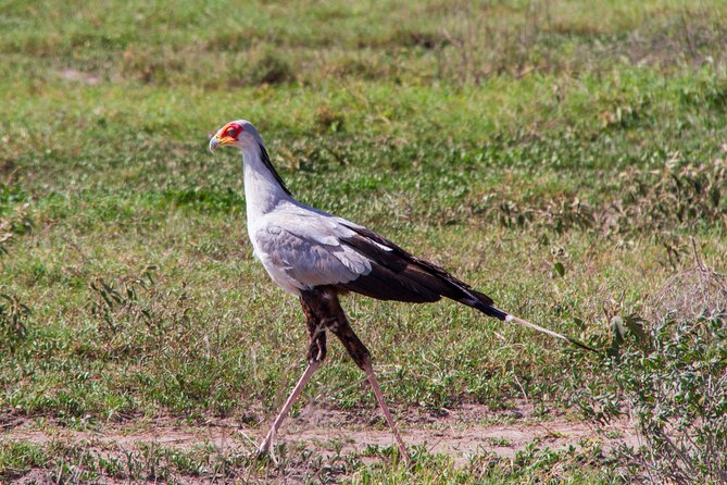 5 Days Lodge Luxury: A Taste of Tanzania Safari - Inclusions and Exclusions