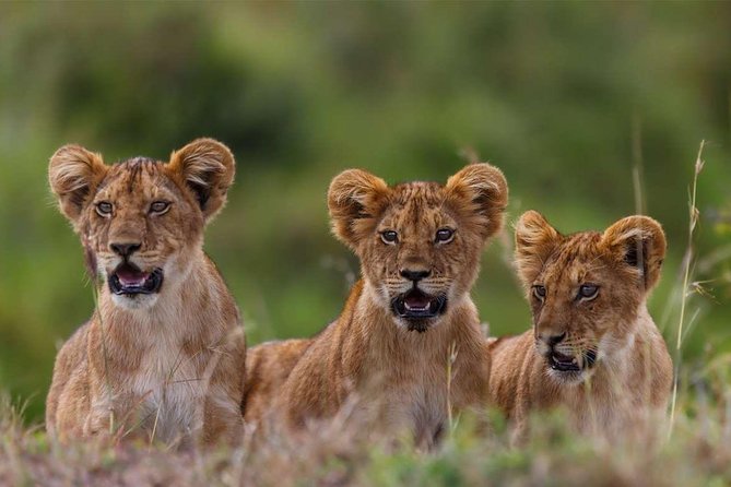 5-Days Masai Mara- Lake Nakuru - Lake Naivasha Kenya Safari Tour - Transportation and Accessibility