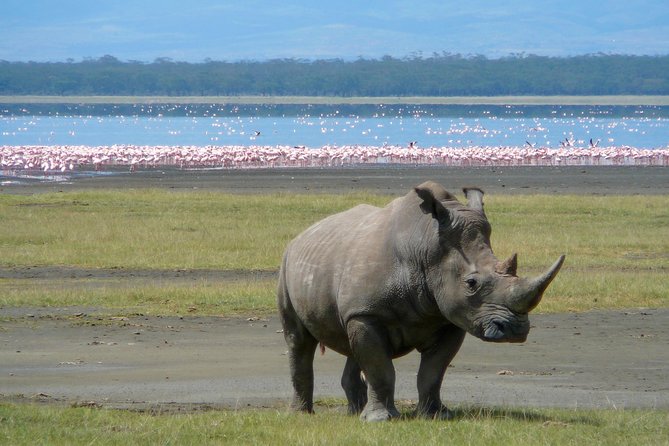 5 Days Masai Mara & Lake Nakuru Mid Range Private Safari - Maasai Village Visit