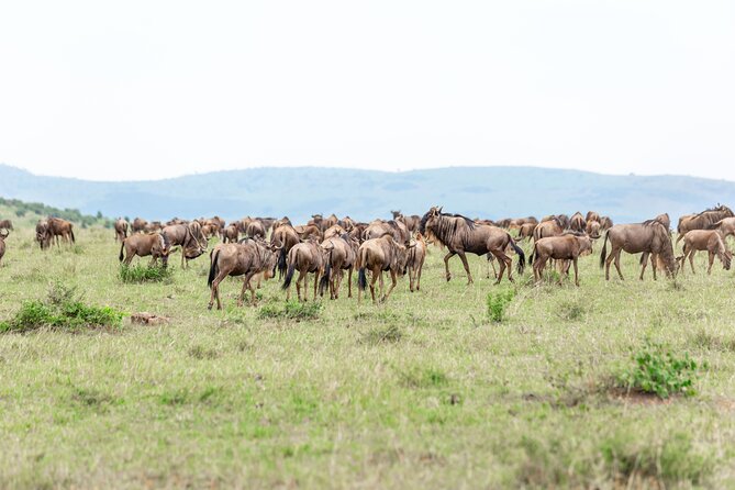 5 Days Masai Mara Wildebeest Migration Safari - Inclusions and Amenities