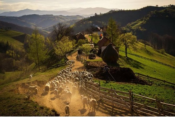 5 Days Private Tour in Transylvania and Dracula Castle - Dining and Accommodations