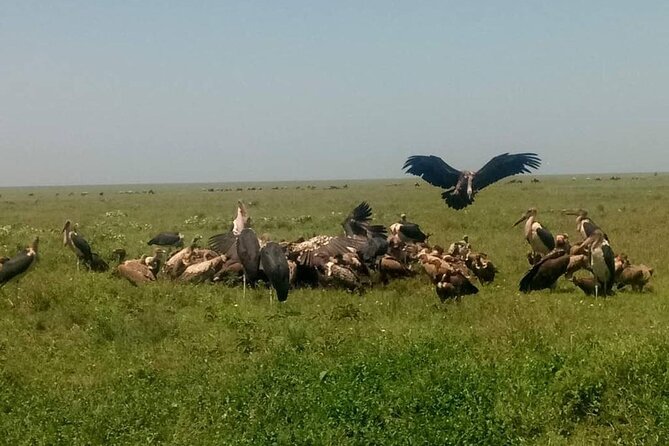 5 Days Safari In Serengeti And Ngorongoro - Transportation and Accessibility