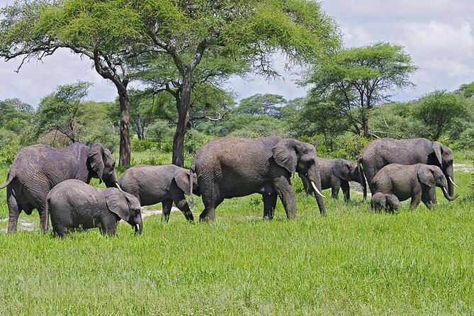 5 Days Tanzania Big 5 Safaris - Included Activities