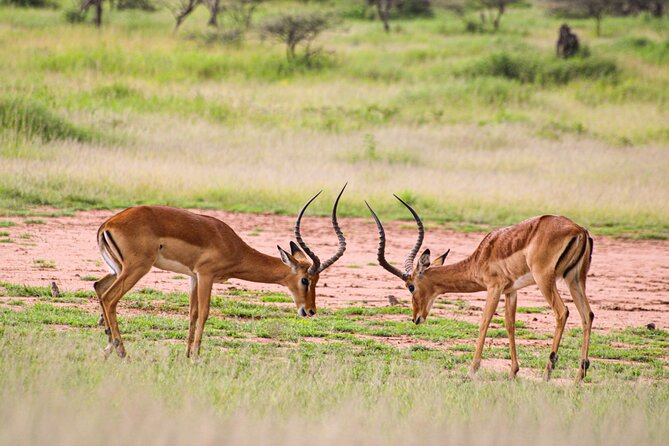5 Days Tanzania Family Safari - Booking and Cancellation Policy