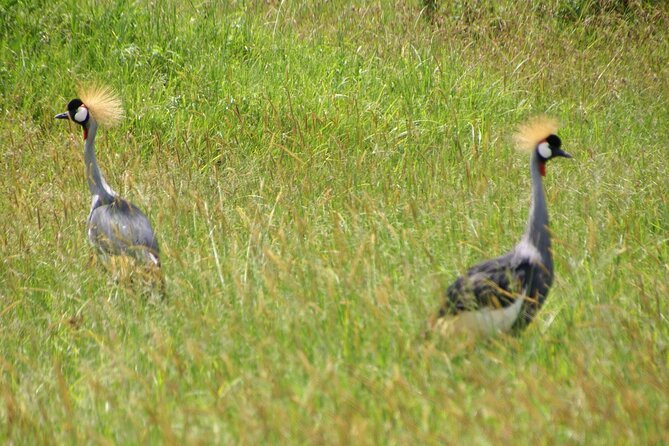 5 Days Tour Tarangire, Serengeti, Ngorongoro Crater & Lake Manyara Park-Midrange - Pricing and Cancellation