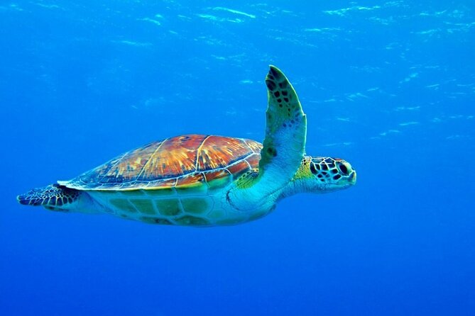 5-Hour Snorkeling, Swimming With Dolphins and Sea Turtles Aquarium - Participant Feedback and Reviews