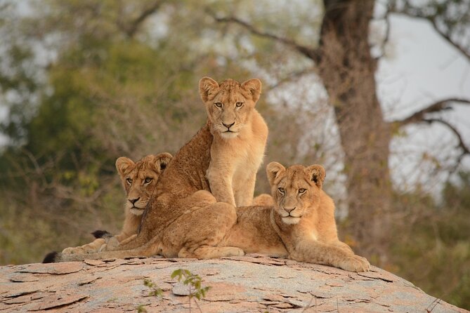 5HRS Nairobi National Park MorningEvening Gamedrive 4x4 Vehicle - Pickup and Transportation Information
