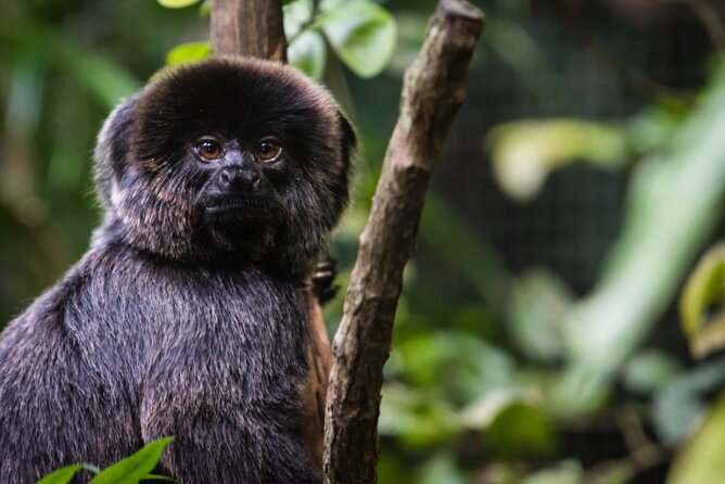 6-Day All Inclusive Private Guided Pacaya Samiria National Reserve From Iquitos - Itinerary and Excursions