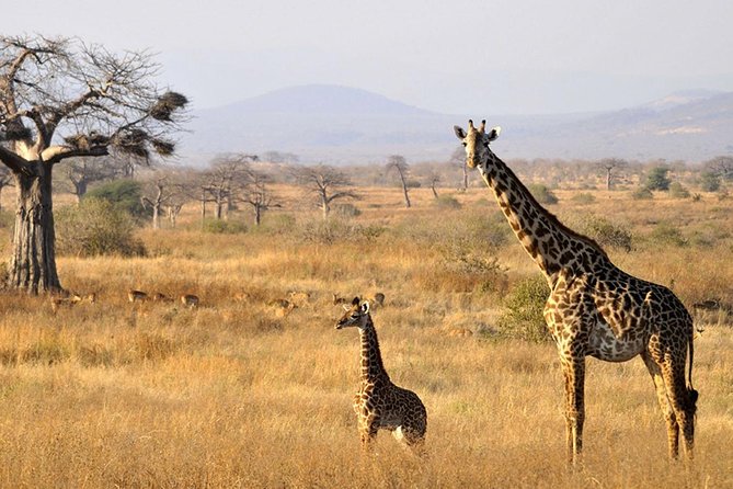 6-Day Kenya and Tanzania Safari - Transportation and Logistics