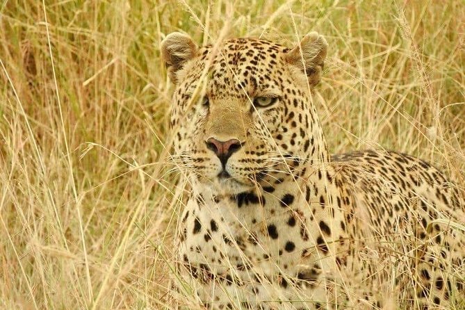 6-Day Maasai Mara Reserve, Lake Naivasha, Amboseli National Park - Witness the Great Migration