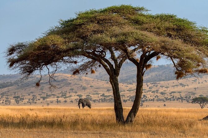 6-Day Private Midrange Tour in Arusha With Airport Pickup - Booking and Cancellation