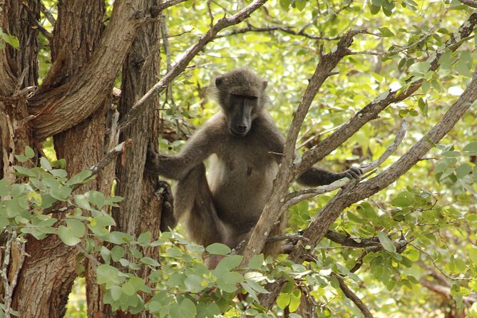 6-Day Private South to North Kruger National Park Tour - Booking Process