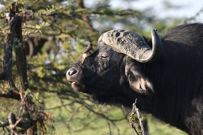 6 Days 5 Night Safari - Accommodation and Meals