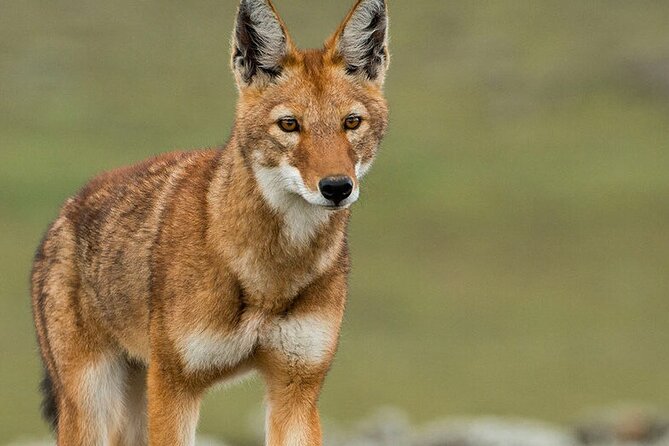 6 Days Bale Mountains Trekking - Whats Included
