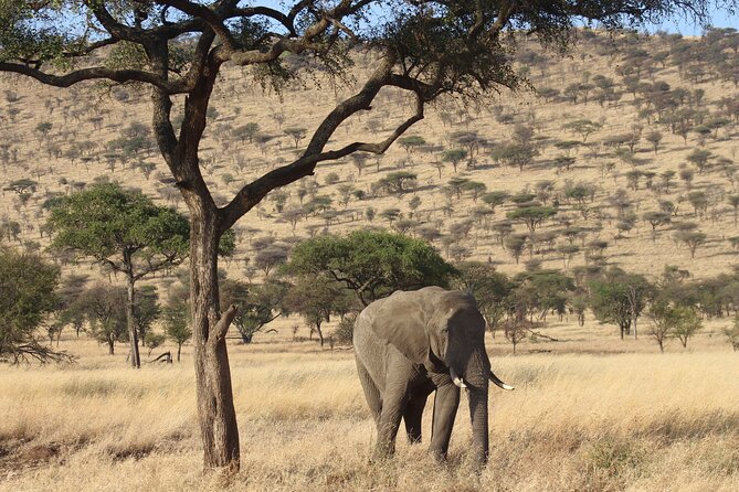 6 Days Big Five Tanzania Safari - Accommodation and Meals