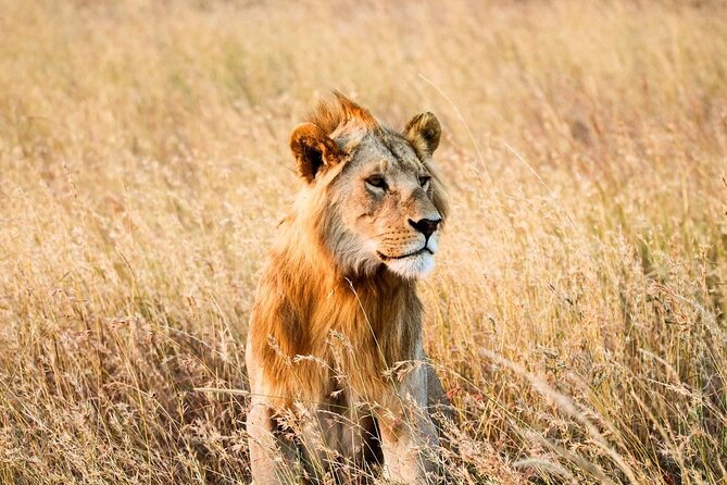 6 Days Enchanting Tanzania Safaris - Mid Range Safari - Ngorongoro Crater Conservation Area