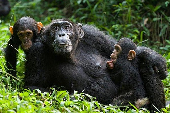 6 Days Gorilla & Chimpanzee Safari in Uganda - Accommodation and Meals