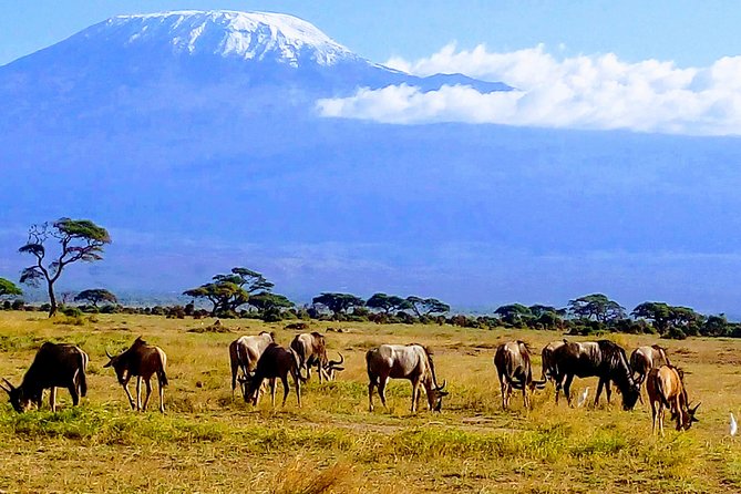 6 Days Kenya Safari - Health and Accessibility