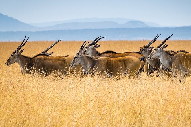 6 Days Luxury Migration Safari-Northern Tanzania - Personalized and Customized Experience