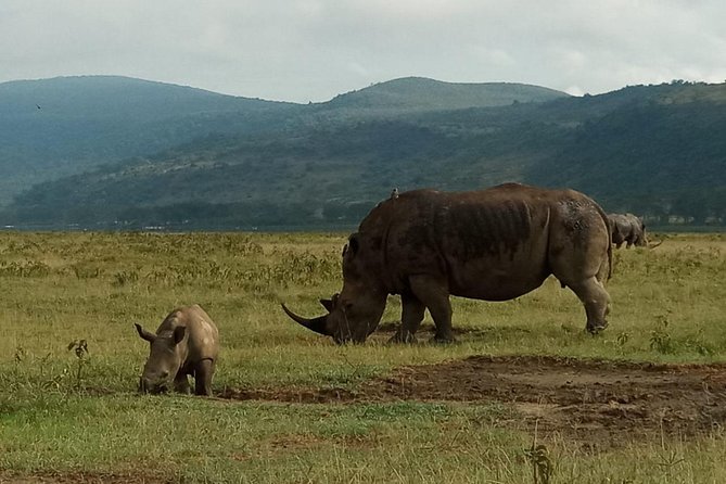 6 Days Maasai Mara - Nakuru - Amboseli Budget Group Safari. - Pickup Information