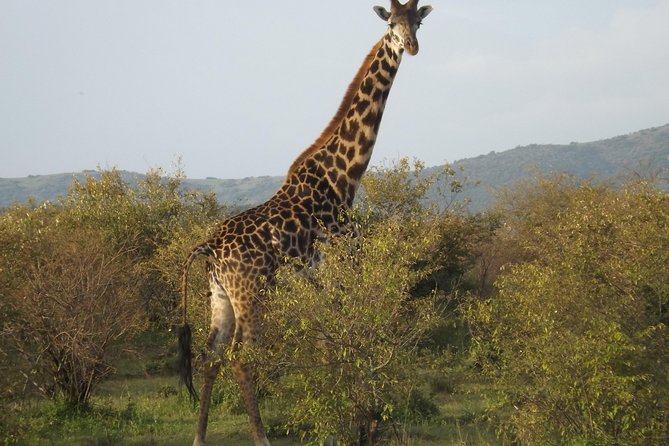 6 Days Masai Mara-Lake Nakuru & Amboseli Budget Safari - Transportation Details