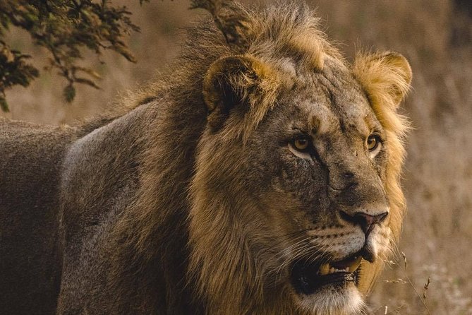 6 Days Masai Mara, Lake Nakuru & Amboseli-Ultimate Kenyan Safari - Unforgettable Sightings and Encounters