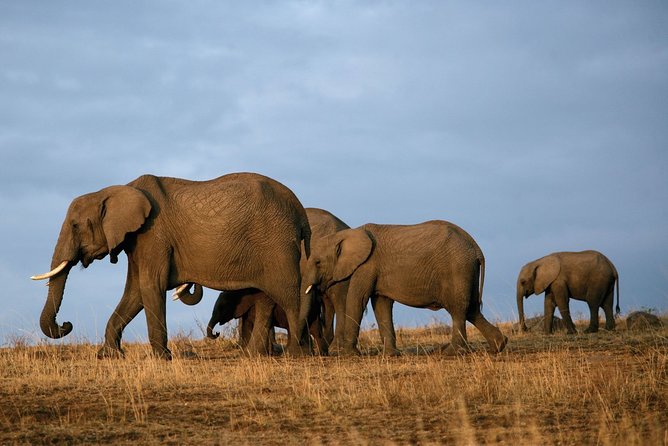 6 Days Masai Mara-Nakuru-Amboseli - Lodge Safari-Private 4X4 JEEP - Guest Reviews and Ratings
