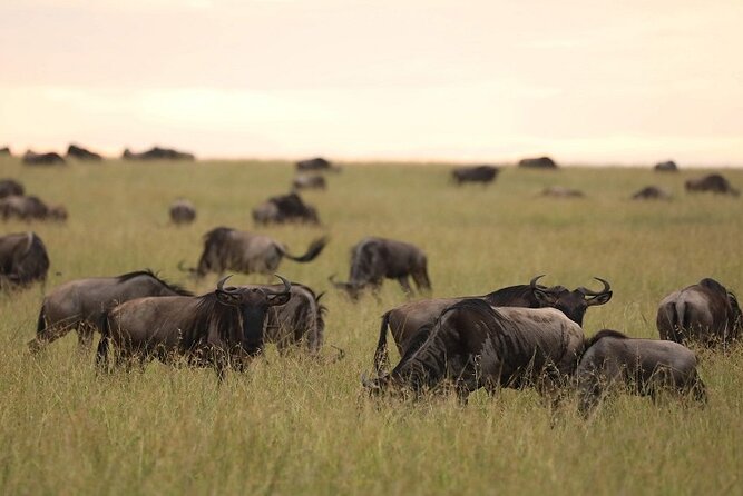 6 Days Tanzania Safari by Rede Tours: Everything to Know 2025 - Customer Experiences and Reviews