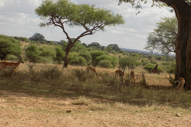 6 Days Tanzania Wildlife Safari Tour - Transportation and Guide