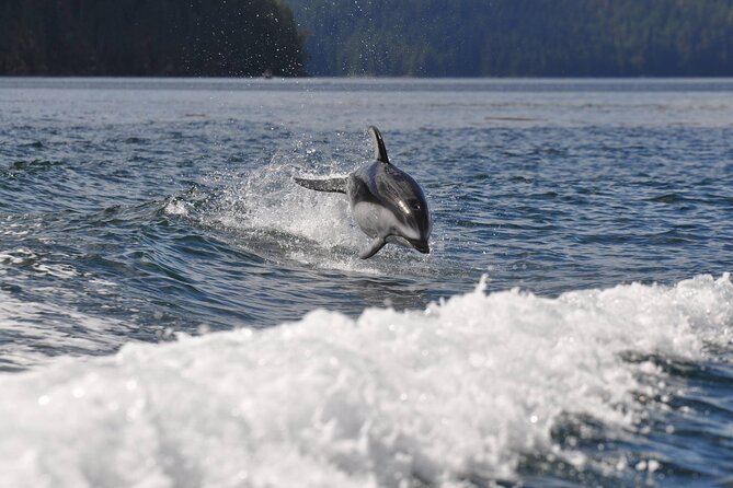 6 Hour Covered Boat Whale Watching Tour - Wildlife and Scenic Opportunities