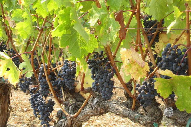 6-Hour Private Wine Country Tour of Napa in Crossover SUV (Up to 6 People) - Inclusions and Exclusions