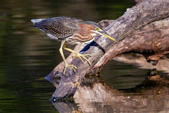 6-Hr Tropical Mangroves, Coastal River and Ocean Wildlife Watch - Booking and Cancellation Policy
