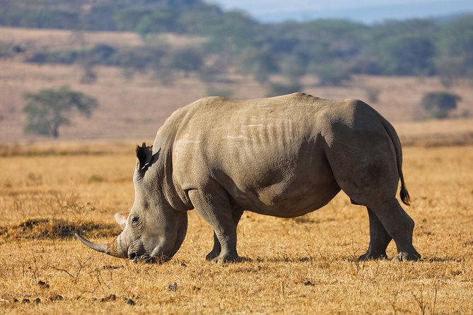 6days Masai Mara-Lake Nakuru via Lake Naivasha-Amboseli 4x4 Jeep Safari - Accommodation Options for the Safari