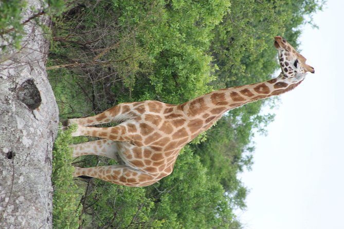 7-Day Murchison Falls, Chimps & Gorilla Trekking - What to Expect on Trekking Days