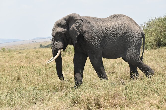 7-Day Private Jeep Safari to 5 Star Lodges With Balloon Ride in Kenya - Tour Details and Ratings