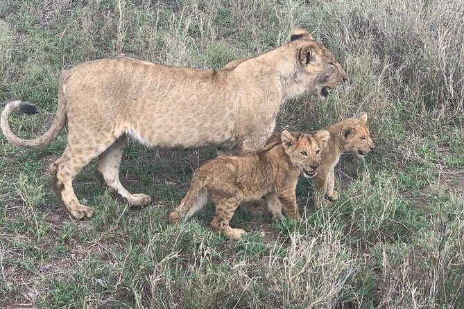 7-Day Private Safari to Amboseli National Park and Masai Mara - Experiencing Kenyan Culture and Cuisine