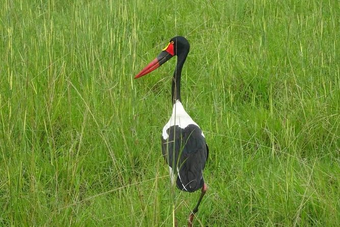 7 Day Safari to Selous, Mikumi and Ruaha National Parks + Transfers - Transportation and Transfers